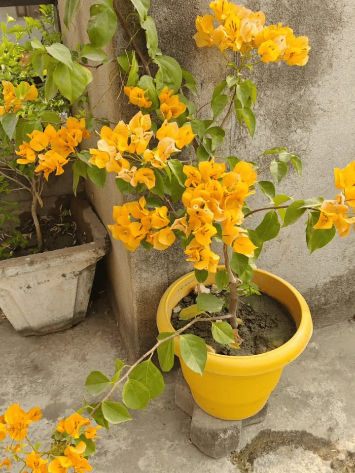 Yellow Bougainvillea Flower Seeds Heirloom Non-GMO High Germination Organic Garden Seeds for Planting
