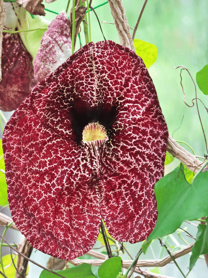Maroon Aristolochia Flower Seeds – Heirloom, Non-GMO, High Germination Seeds