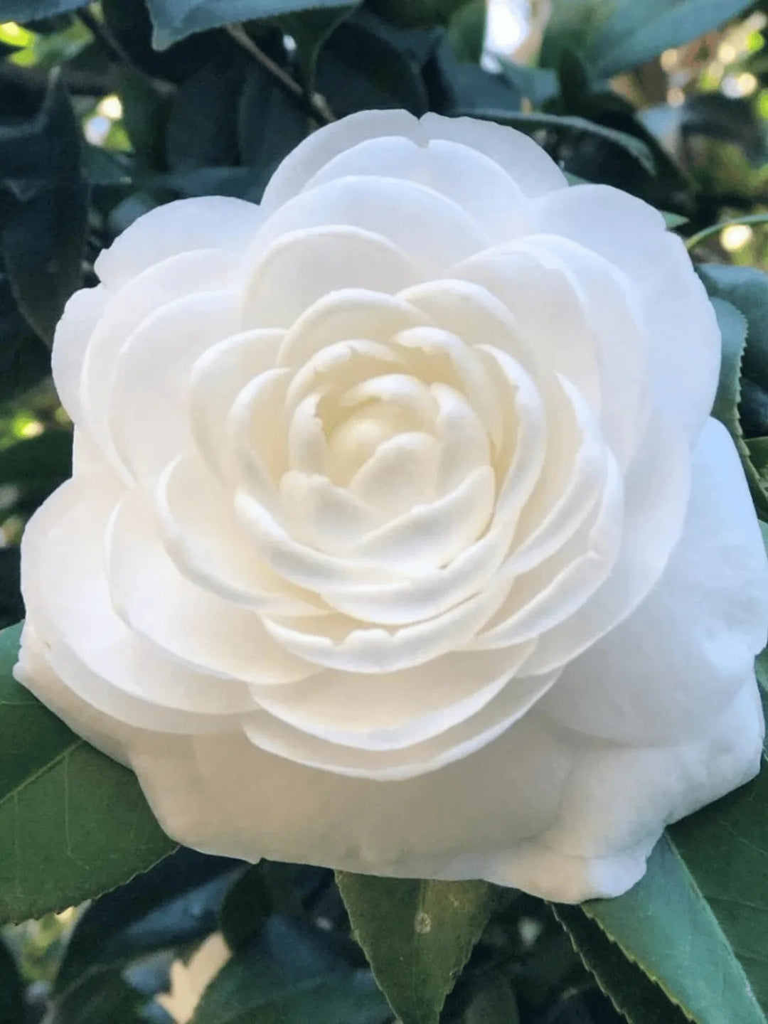 White Camellia Flower Seeds Heirloom Non-GMO High Germination Garden Seeds for Planting