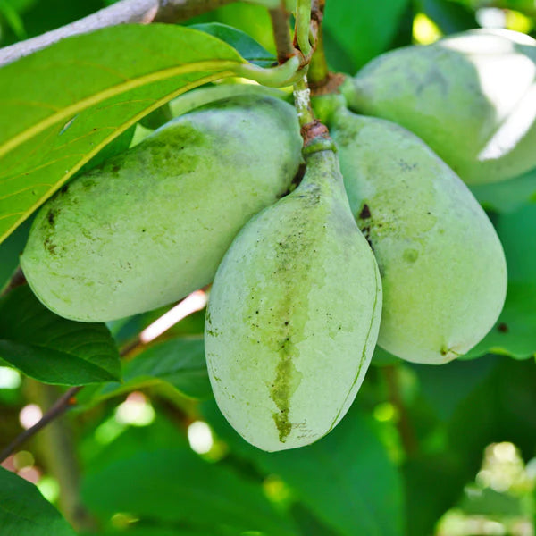 Green Asimina Seeds (Pawpaw) for Planting - Heirloom and Non-GMO – Rare Tropical Fruit Seeds for Home Gardening