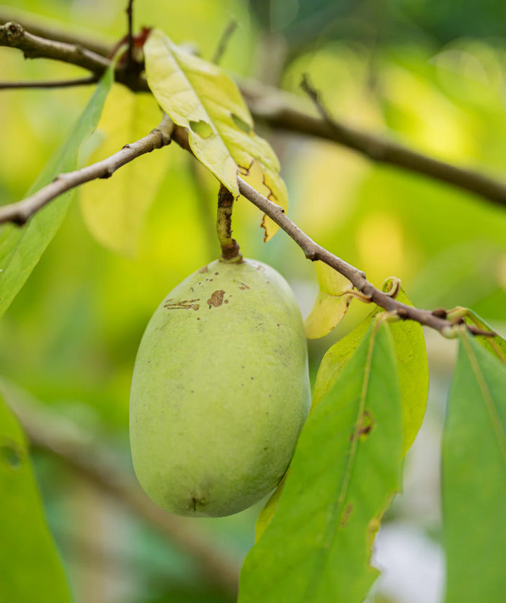 Green Asimina Triloba (Pawpaw) Seeds – Heirloom, Non-GMO, High Germination Organic Garden Seeds