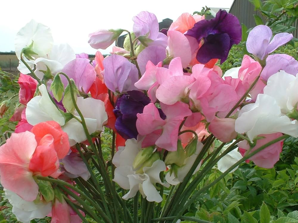 pea vles flower seeds