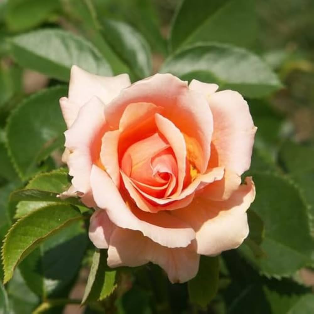 peach cream flower seeds
