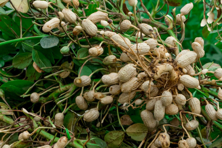 Groundnut Plant Seeds for Planting – Heirloom Non-GMO Organic Garden Seeds, High Germination Peanut Seeds