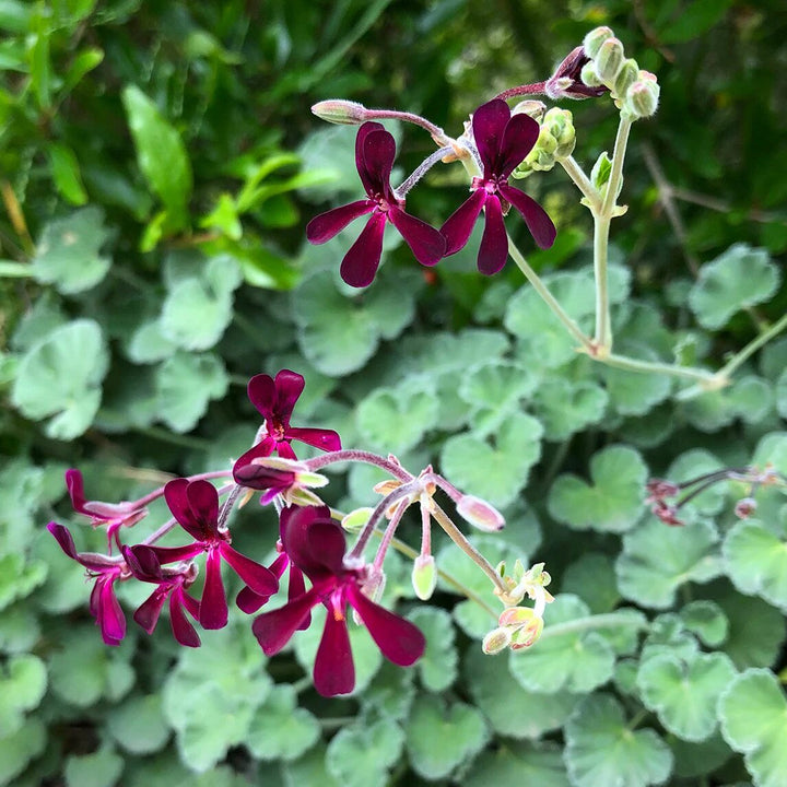 Pelargonium Sidoides Flower Seeds – Heirloom, Non-GMO, High Germination Seeds