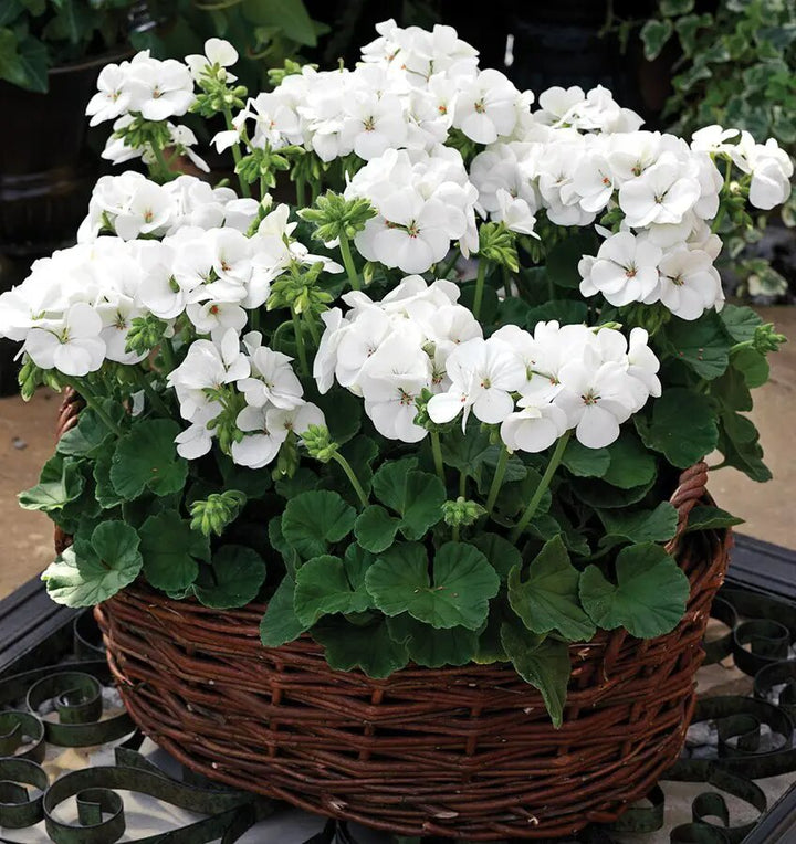 Pelargonium Sidoides White Flower Seeds – Heirloom, Non-GMO, High Germination Seeds