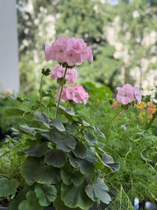 Light Pink Geranium Flower Seeds – Heirloom, Non-GMO, High Germination Seeds