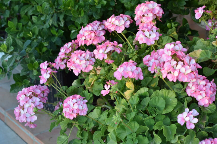 White Pink Geranium Flower Seeds Heirloom Non-GMO High Germination Seeds