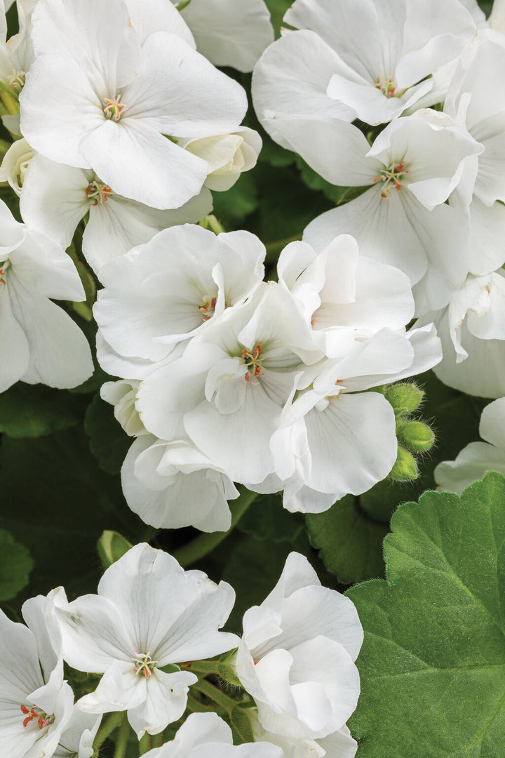 Pelargonium Sidoides White Flower Seeds – Heirloom, Non-GMO, High Germination Seeds