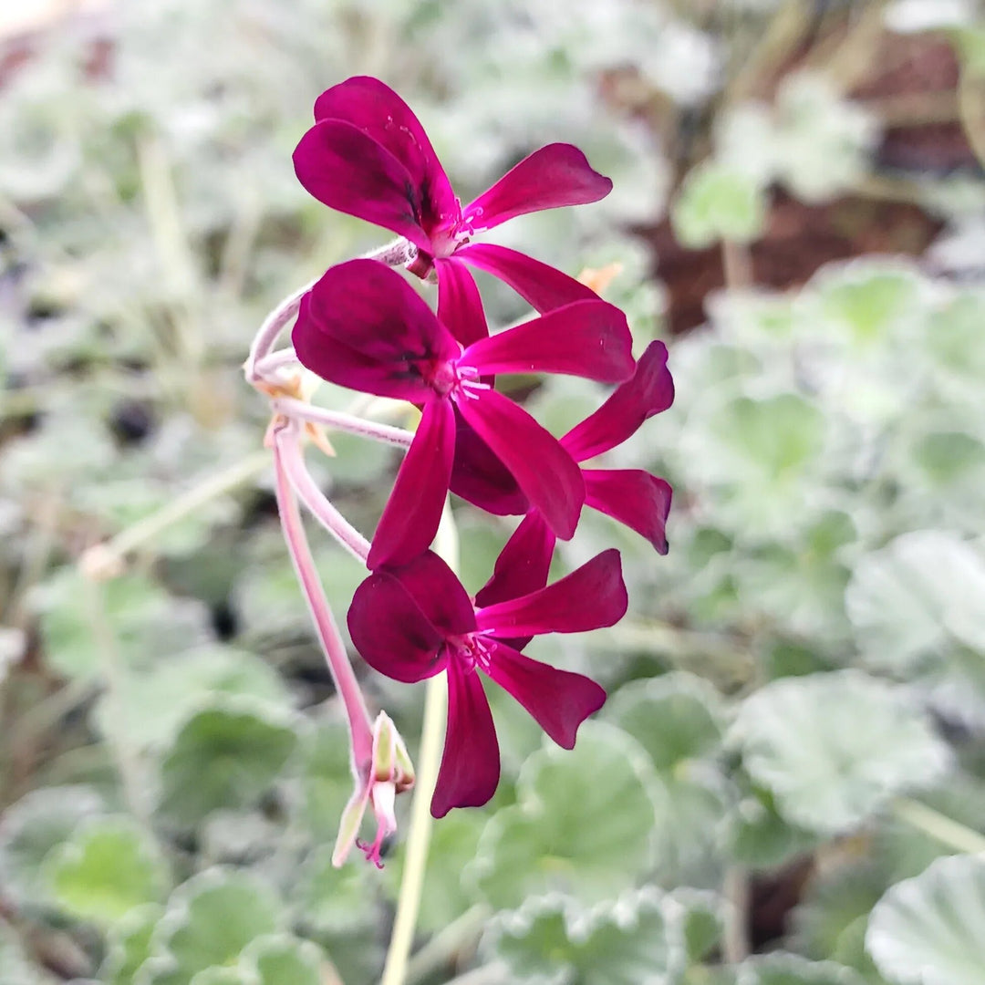 Pelargonium Sidoides Flower Seeds – Heirloom, Non-GMO, High Germination Seeds
