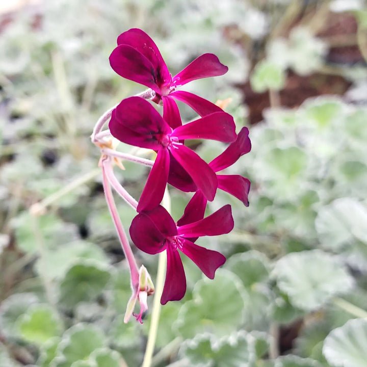 Pelargonium Sidoides Flower Seeds – Heirloom, Non-GMO, High Germination Seeds