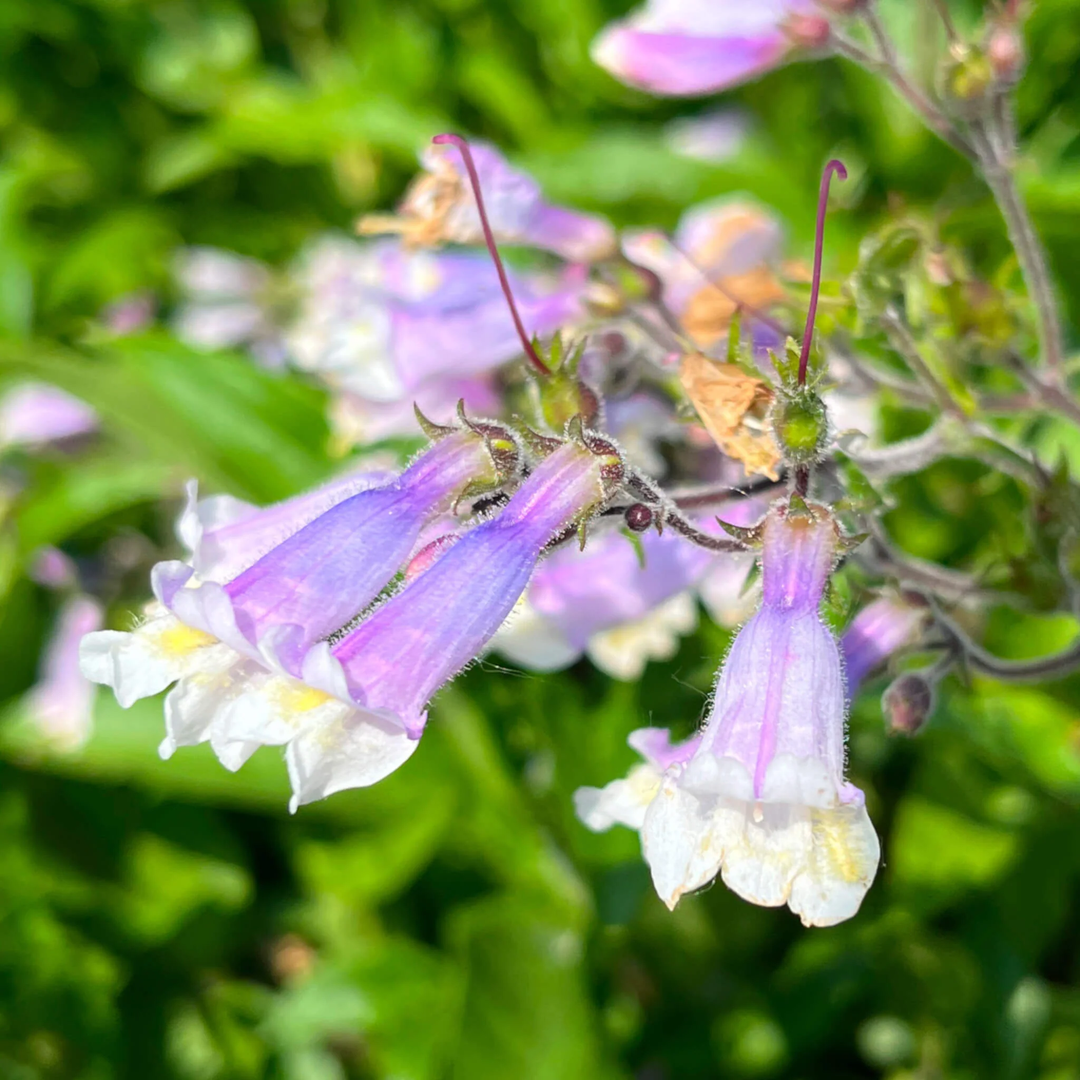 hairy beardtongue flower seeds