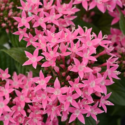 pink pentas flower seeds