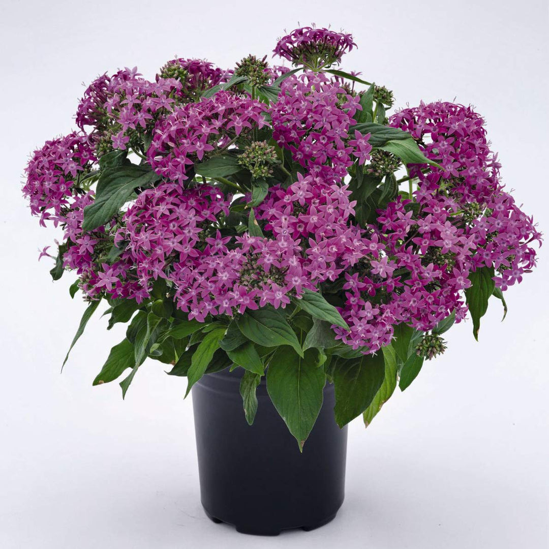 violet pentas flower seeds