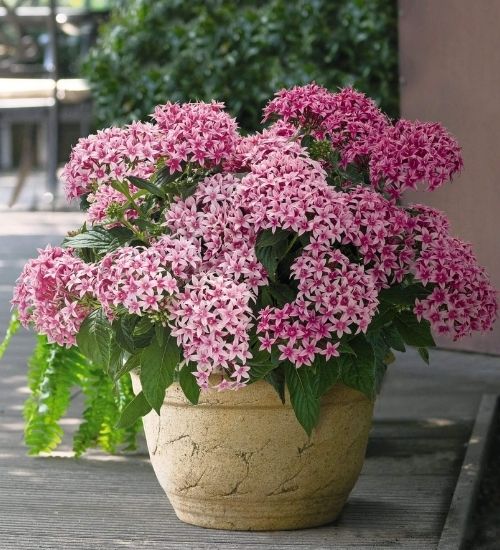 Semillas de flores de Pentas Lanceolata mixtas – Cimarrón, sin OMG, de alta germinación
