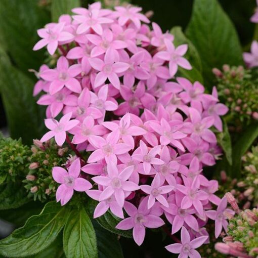 pentaslavenderimportedheirloomnongmohighgerminationorganicgarden flower seeds