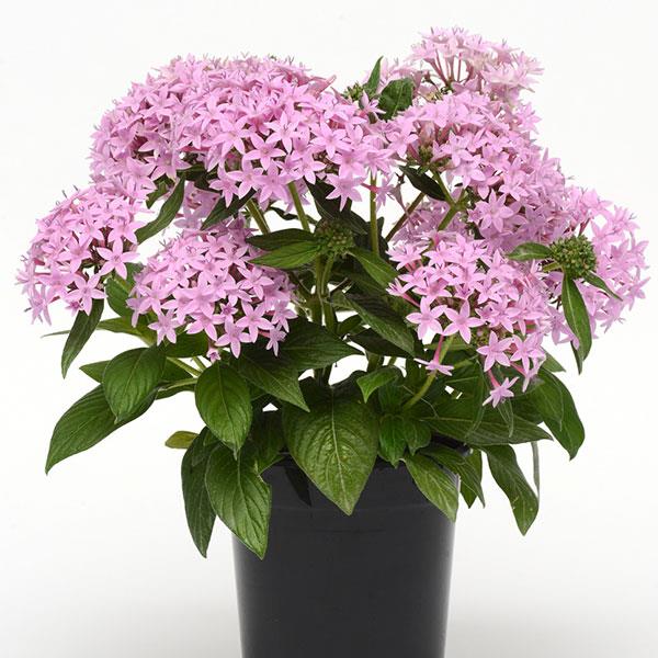 Lavendel Pentas Blumensamen – Erbstück, gentechnikfrei, hohe Keimrate