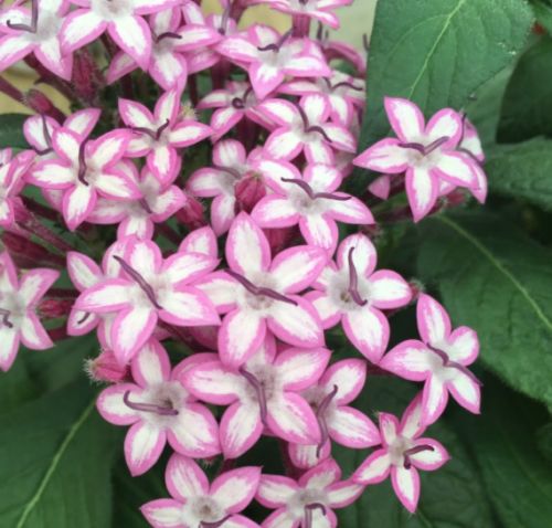 pentasglitteratipurplestarimportedheirloomnongmohighgerminationorganicgarden flower seeds