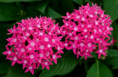 pentas butterfly flower seeds