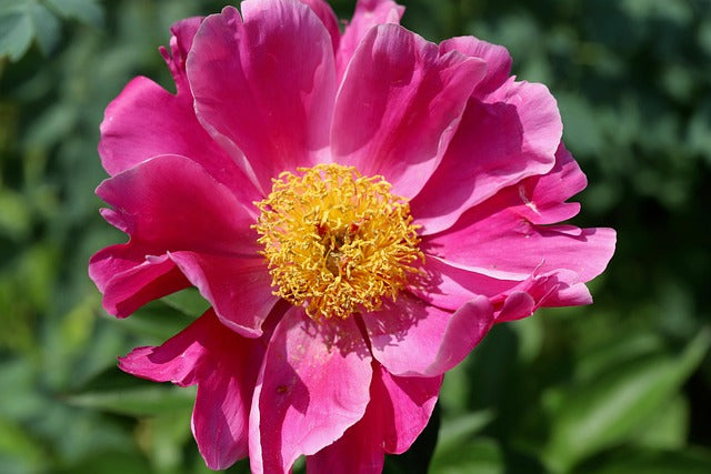 Rosa Paeonia Tenuifolia Blumensamen – Heirloom, gentechnikfrei, keimstarke Bio-Gartensamen zum Pflanzen