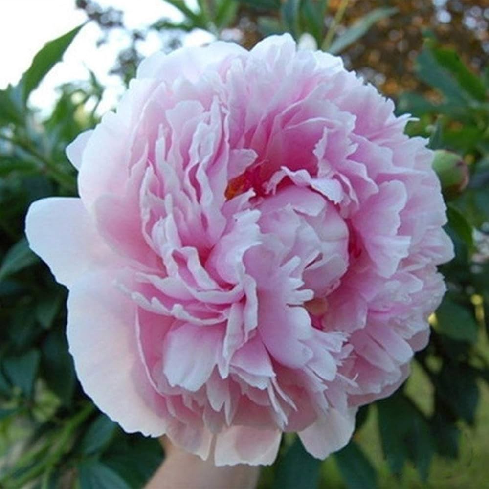 peony flower flower seeds