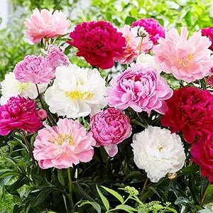 peony flower flower seeds