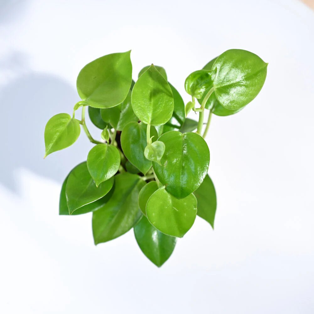 Peperomia Green Creeper Plant Seeds – Heirloom, Non-GMO, High Germination Seeds
