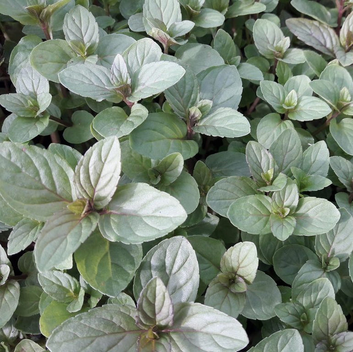 White Peppermint Vegetable Plant Seeds – Heirloom, Non-GMO, High Germination Seeds