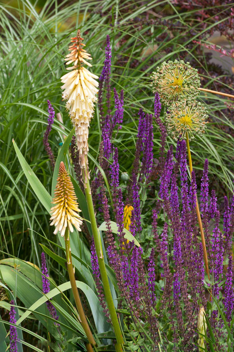 Kniphofia Flower Seeds – Heirloom, Non-GMO, High Germination Organic Garden Seeds for Planting