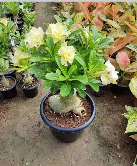Yellow Adenium Flower Seeds for Planting – Heirloom Non-GMO High Germination Organic Garden Seeds