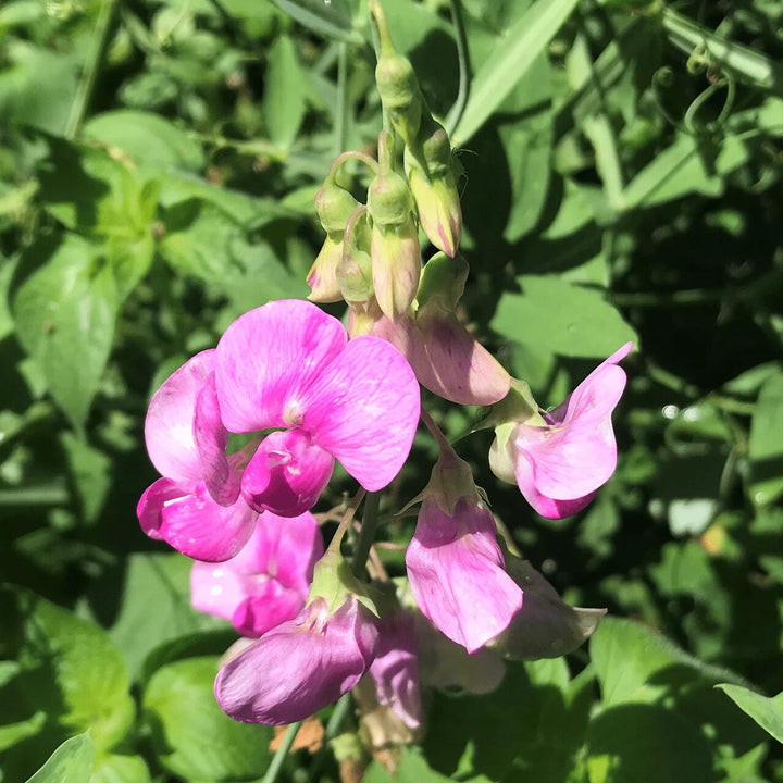 Lathyrus Latifolius Blumensamen – Alte Sorte, gentechnikfrei, hohe Keimfähigkeit