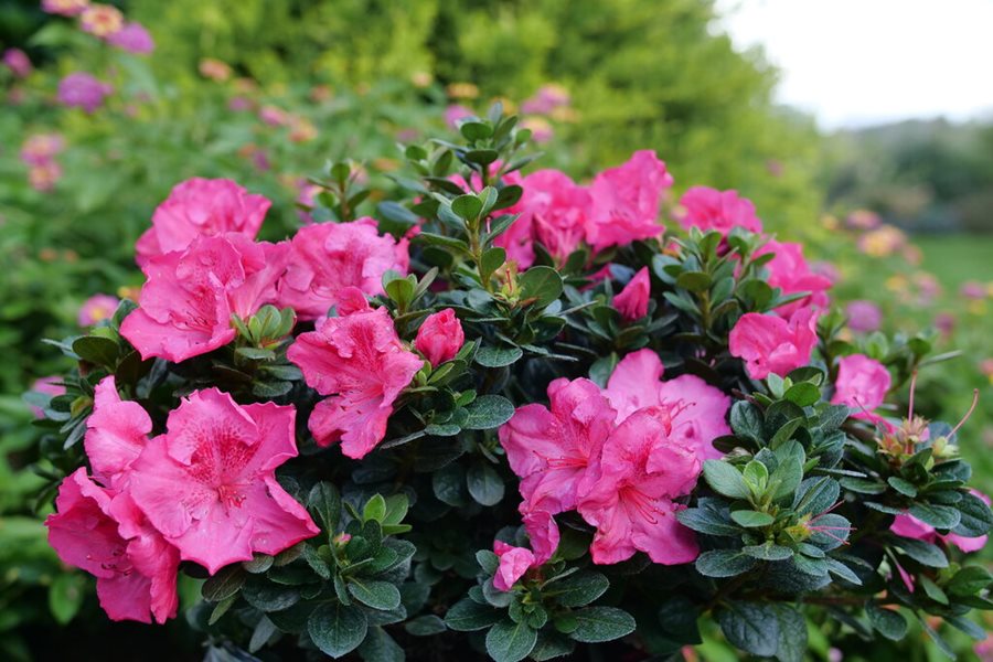 Azalea Flower Seeds Pink for Planting Heirloom Non-GMO High Germination Organic Garden Seeds