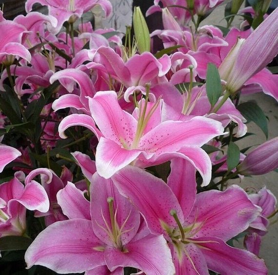 perfume lily flower seeds