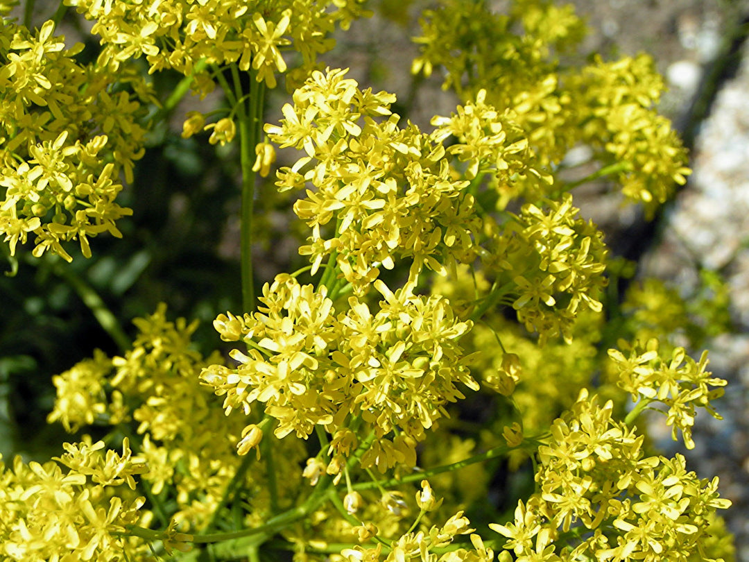 woad isatis flower seeds