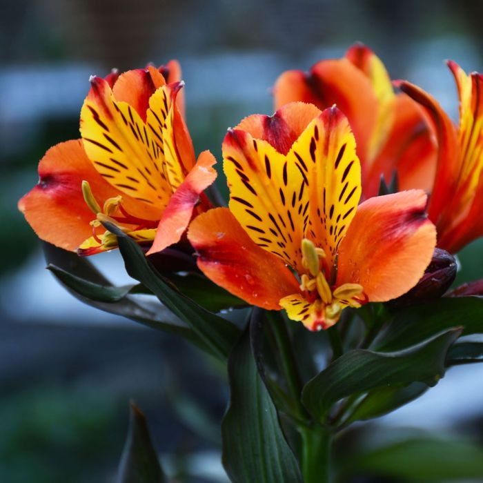Giant Alstroemeria Flower Seeds Orange – Heirloom, Non-GMO, High Germination Seeds