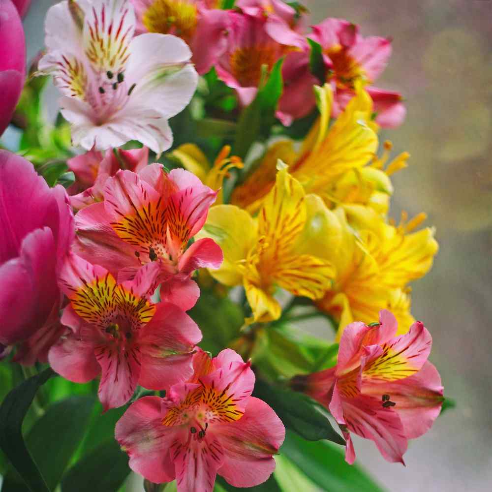 Mixed Alstroemeria Flower Seeds – Heirloom Non-GMO High Germination Seeds