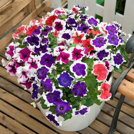 petunia hulahoop flower seeds