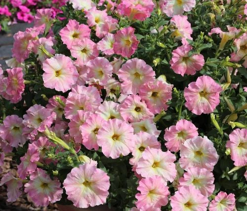 petuniaalenkaimportedheirloomnongmohighgerminationorganicgarden flower seeds