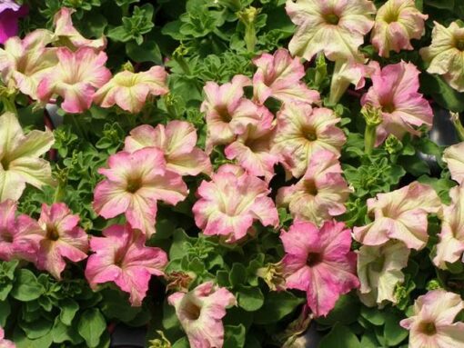 petunia antique flower seeds