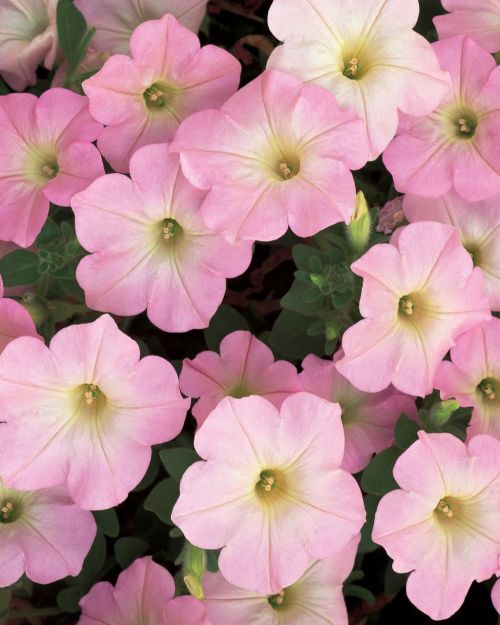 petuniaappleblossomimportedheirloomnongmohighgerminationorganicgarden flower seeds