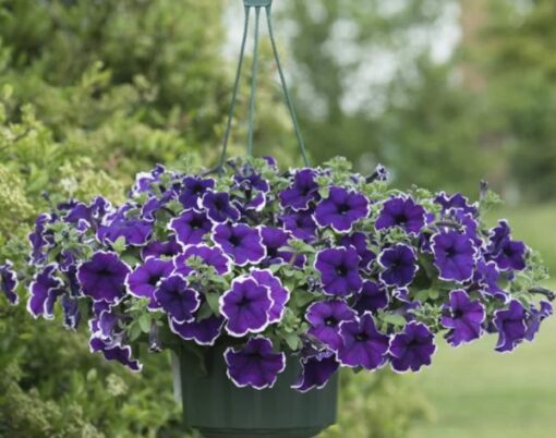 petuniabluepicoteeimportedheirloomnongmohighgerminationorganicgarden flower seeds