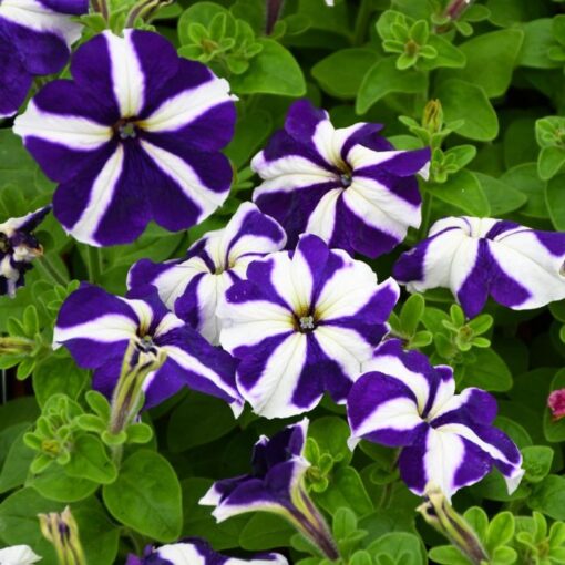 blue petunia flower seeds