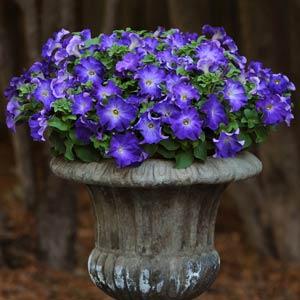 blue petunia flower seeds