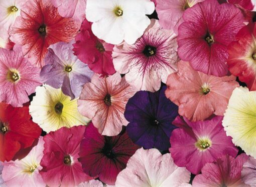 petunia celebrity flower seeds