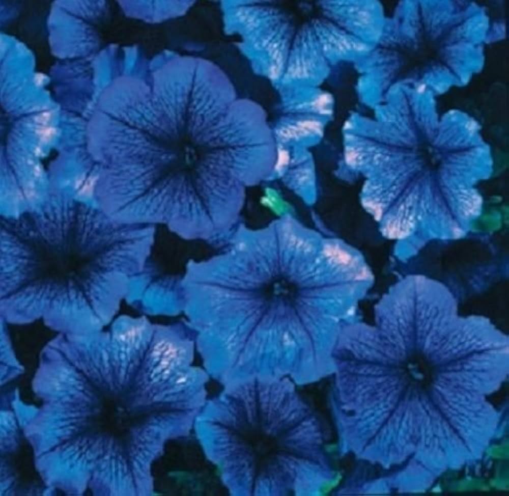 blue blue flower seeds