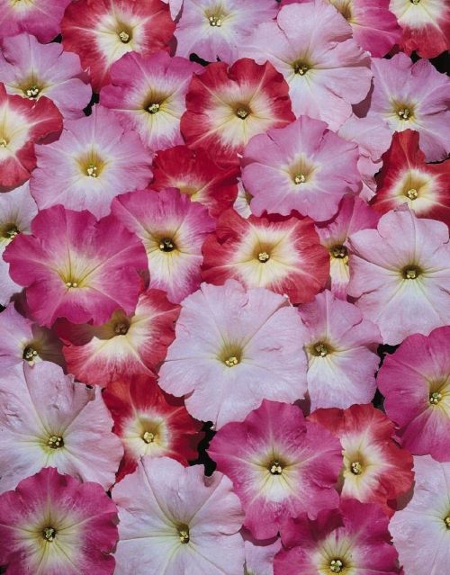 petunia celebrity flower seeds