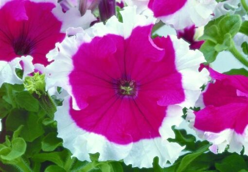 petunia cherry flower seeds
