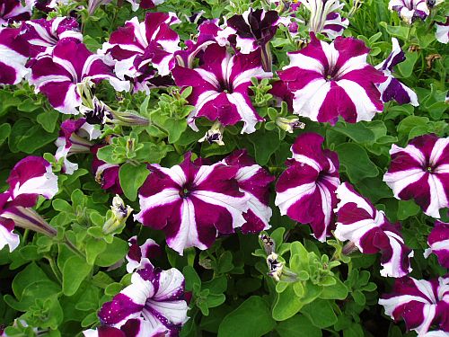 petunia crimson flower seeds