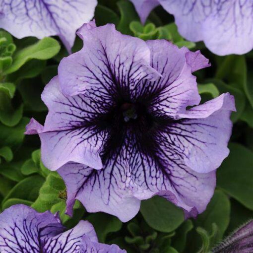 blue petunia flower seeds