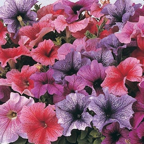 petuniadaddyimportedheirloomnongmohighgerminationorganicgarden flower seeds
